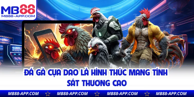 Đá gà cựa dao là hình thức mang tính sát thương cao